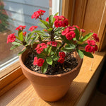 Red Euphorbia Crown of Thorns Plant, Perennial Succulent Live Plant Indoor Outdoor 4-7 Inches