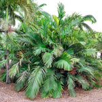 Palm Tree Live Plant Indoor Outdoor, Rare Succulent Palm Houseplant for Indoor or Outdoor Growing, 1 Gallon Pot, Dwarf