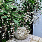 Light Wallichii Smithianum Clerodendrum Plants Live, Chains of Glory Starter Size 5-9" in Tall, White Blooms Planting Ornaments Perennial Gardening, Spring Bloom