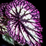 2 Live Begonia Angel Wing Maculata Set, Size 5-9 Inch Tall, Assorted Polka Dot Begonia Plants, Indoor Outdoor Decorative Houseplants (Fire)