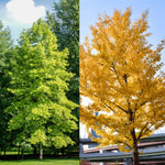 5 Dormant Ginkgo Biloba Trees Live Plants, 6 to 12 Inc Tall Ginkgo Trees Seedlings, Bare Roots, Very Cold Hardy