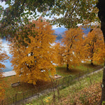 2 Live Ginkgo Biloba Trees Bare Roots, 6–12 Inches Tall, Hardy Ginkgo Plants Live for Outdoor or Indoor Garden