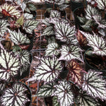 Begonia Plant Live, Colorful Begonia Plants 4-8 Inches, Decorative Houseplant for Indoor Outdoor Gardens and Containers (Gray Green Foliage)