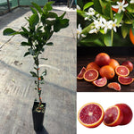 Blood Orange Tree Plant, Citrus Fruit Tree in 1 Gallon Pot, Sweet Red Orange Plants Potted, Patio Outdoor Garden Citrus Fruits Plant
