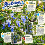 Blue Butterfly Clerodendrum Live Plant, Chain of Glory, 5-9 Inch Tall