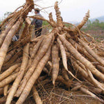 Potted Yuca Plant Live, Thick Trunk Yuca Cassava Sweet Manihot Grow from Cuttings Sticks for Outdoor Planting, 6-9 Inches Tall Yucca, No CA