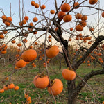 Japanese Persimmon Tree Live Plant, Edible Fruit Tree, 2 Ft Tall