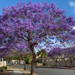 Jacaranda Tree for Planting, Purple Blue Flowering Jacaranda Tree Live Plant, 6-10'' Tall, Gardens and Landscapes Growing