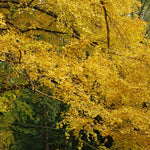 Ginkgo Live Plant, 3-6 Inch Tall