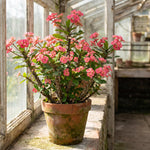 Pink Euphorbia Crown of Thorns Plant, Perennial Succulent Live Plant Indoor Outdoor 4-7 Inches