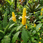 2 Yellow Shrimp Plants Live, 4-7 Inc Tall, Vibrant Flower Starter Plant for Garden or Patio