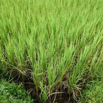 Set 6 of Lemon Grass Live Plant, Lemongrass Plants Stalks, Between 4 and 6 Inc Long