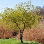 Set 2 Willow Plants Live Bare Root 1-2 Feet Tall, Dormant Willow Live Plants for Outdoor Garden Landscaping (Rare Willow)