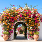 Pack 4 Multicolor Bougainvillea Plants Live, Bougainvillea Vine for Outdoor Landscaping and Containers, 4-8 Inch Tall Well-Rooted
