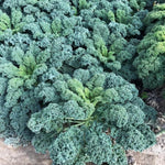 Pack 2 Pots Kale Plants, Vegetable Kale Plants Live for Planting, 4 Inch Pot