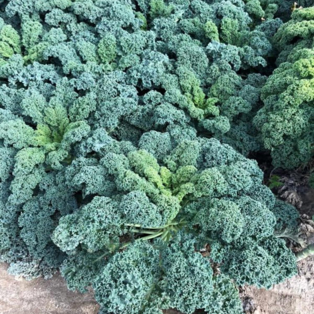 Pack 2 Pots Kale Plants, Vegetable Kale Plants Live for Planting, 4 Inch Pot