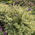 Butterfly Bush Plant Live, Perennial Buddleia Bushes Ready to Grow Outdoor 4-8 Inches (Variegated Leaves Buddleia)