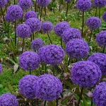250 Large Allium Seeds, Ornamental Flower Seeds, Tall Purple Allium Blooms for Garden Beds, Borders