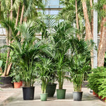 Palm Tree Live Plant, Fully Rooted in 3 Gallon Pot, Rare Tropical Plant Live for Indoor or Outdoor Growing, Dark Green