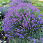 2 Phenomenal Lavender Plants 4–7" Tall, Fragrant Lavender Flowering Garden Plants for Patio, Containers and Backyard Landscaping