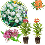 2 Mix Milkweed Plants Live, 5-8 Inch Tall, Butterfly Milkweed Asclepias Tuberosa Plant for Perennial Flower