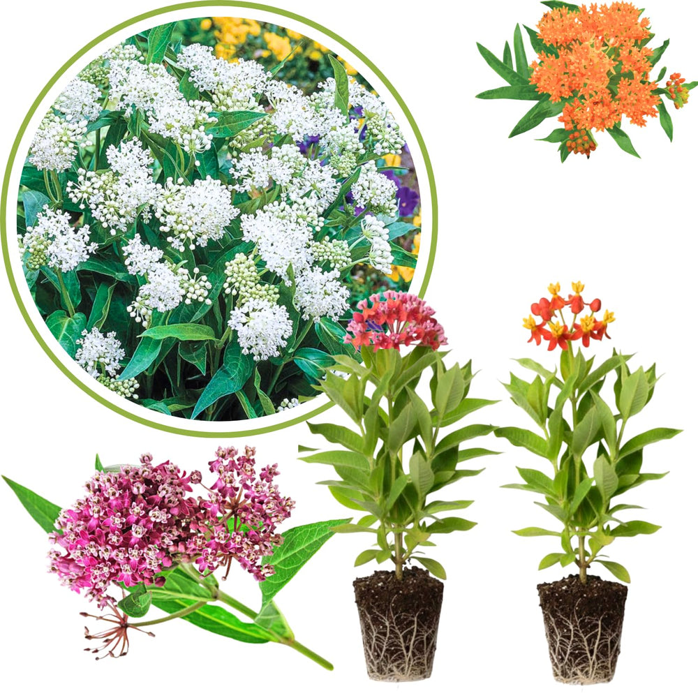 2 Mix Milkweed Plants Live, 5-8 Inch Tall, Butterfly Milkweed Asclepias Tuberosa Plant for Perennial Flower