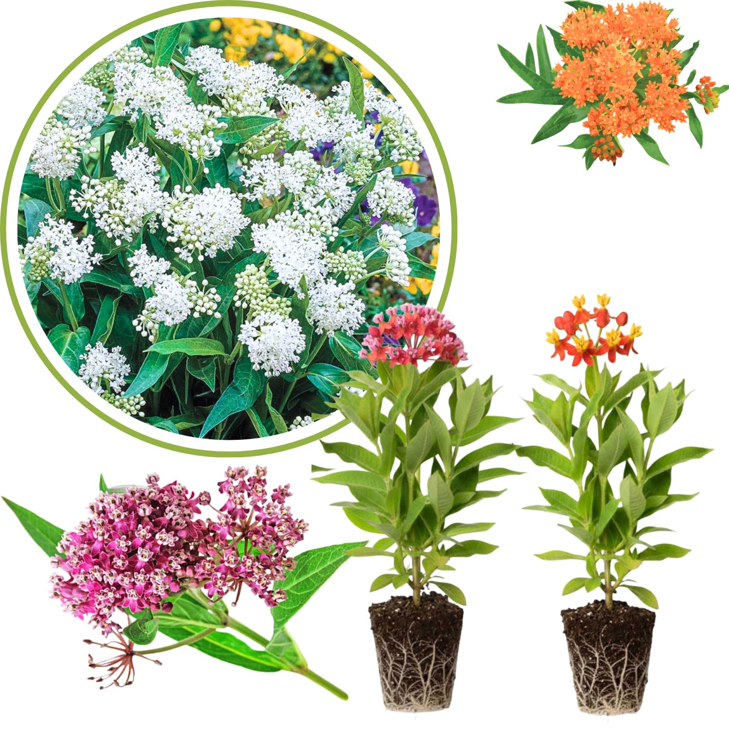 2 Mix Milkweed Plants Live, 5-8 Inch Tall, Butterfly Milkweed Asclepias Tuberosa Plant for Perennial Flower