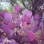 Purple Prickly Pear Cactus Plant, 6-8 Inches Fully Rooted Cactus Plants, Colorful Cactus for Indoor Outdoor Gardens and Containers