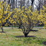 Pack 2 Witch Hazel Trees Live Shrubs Plant in Quart Pot, Yellow Flowering Bushes Live Plants, Witch Hazel Plants Tree for Planting