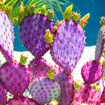 Purple Prickly Pear Cactus Live Plant, Rare Cactus Plants 6-8 Inches, Hardy, Low-Maintenance Plant for Indoors and Outdoors