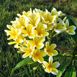 Plumeria Plant Live, 2-3 Feet Tall in 1 Gallon Pot, Frangipani Flowering Tropical Plant (Yellow Plumeria)
