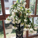 Easter Cactus Live Plant, Vibrant Blooming Cactus for Indoor Outdoor Gardens, 4-8'' Tall, No Pot (White Blooms)