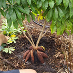 Pack 5 Yuca Cassava Cuttings, Sweet Manihot Stems Yuca Live Plant Cuttings for Planting, 5-7 Inches Tall