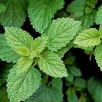 3 Lemon Balm Plants Live 4-7'' Tall, Lemon-Scented Herb for Growing Outdoor, Easy Care, Zones 4–9