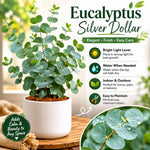 Baby Blue Eucalyptus Plant Live, Eucalyptus Tree Live, Well Rooted Starter Plants, Fragrant Foliage Ornamental Plant, 5-7 Inches Tall, Indoor Outdoor Landscape