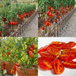 San Maranzo Tomato Live Plant, 2 Plant Per Pot, Red Tomato Plant 5-8" Tall