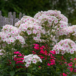 Upright Phlox Live Plant 4-7 Inches, Garden Phlox Perennial Flower Starter for Outdoor Garden, Random Color Plants