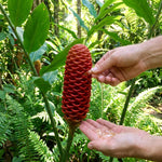2 Awapuhi Shampoo Ginger Live Plants, Red Shampoo Ginger 4-7 Inch, Red Ginger Lily, Zingiber Zerumbet, Outdoor Growing, Ready to Grow