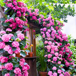 Set 2 Hydrangea Live Plants, Pink to Blue Hydrangea Bushes Shrubs Trees Live Plants in 4” Pot, Live Hydrangea Well Rooted for Planting