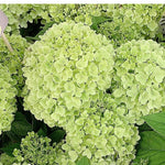 Set 2 Hydrangea Live Plants, Lime Green Hydrangea Bushes Shrubs Trees Live Plants in 4” Pot, Live Hydrangea Well Rooted for Planting
