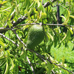 Sweet Soursop Tree Live Plant, Tropical Annona Muricata Sourop Plant Live, 6-10” Tall in Pot