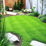 Zoysia Empire Grass Seeds, 10000 Seed Count, Zoysia Seeds for Low-Maintenance Lawn and Backyard Landscaping