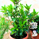 2 Bay Leaf Plants Live, Laurus Nobilis Sweet Bay Laurel Live Plants, 4-9" Tall, Fragrant Herb Indoor Outdoor