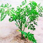 Moringa Tree Live Plant, Moringa Oleifera Plant 6-10'' Tall, 4'' Potted Plant Ready to Grow Outdoor