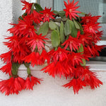Easter Cactus Live Plant, Vibrant Blooming Cactus for Indoor Outdoor Gardens, 4-8'' Tall, No Pot (Red Blooms)