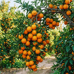 Orange Tree Live Plant, Navel Orange Plant Live, 1 Gallon Pot, Citrus Fruits Tree Garden Outdoor, No Ship to CA