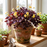 Pack 2 Oxalis Triangularis Plants Live, Purple Shamrock Plants Well Rooted for Growing Indoor Outdoor, Ornamental Oxalis 4-9 Inches