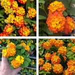 2 Lantana Plants Live for Planting Outdoor, 5-9" Lantana Trees Live Plants for Trailing, Fences Perennial Growing (Orange)