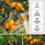 Kumquat Tree Plant in 1 Gallon Pot, 2-3 Ft Tall Citrus Fruit Tree, Sweet Kumquat Fruits - Outdoor Patio Container Plant