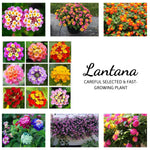 2 Lantana Plants Live for Planting Outdoor, 5-9" Lantana Trees Live Plants for Trailing, Fences Perennial Growing (Orange)